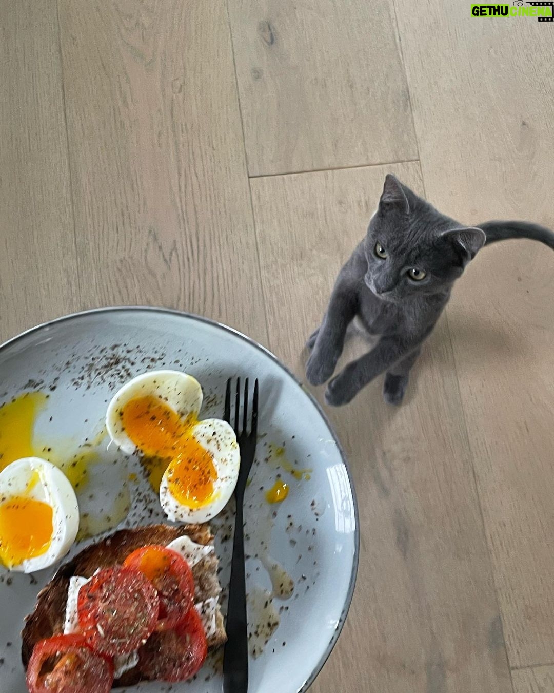 Mina Sundwall Instagram - little cartoon character 🐱 thanks to @friendsofnormie all my meals are now supervised (i promise i eat more than just breakfast)