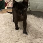 Mina Sundwall Instagram - the story of my three kittens, and how you can help if you want to :) if you or anyone you know is interested in fostering or adopting in LA, there are plenty more cats and kittens to be saved! contact @friendsofnormie with any questions or donations <3