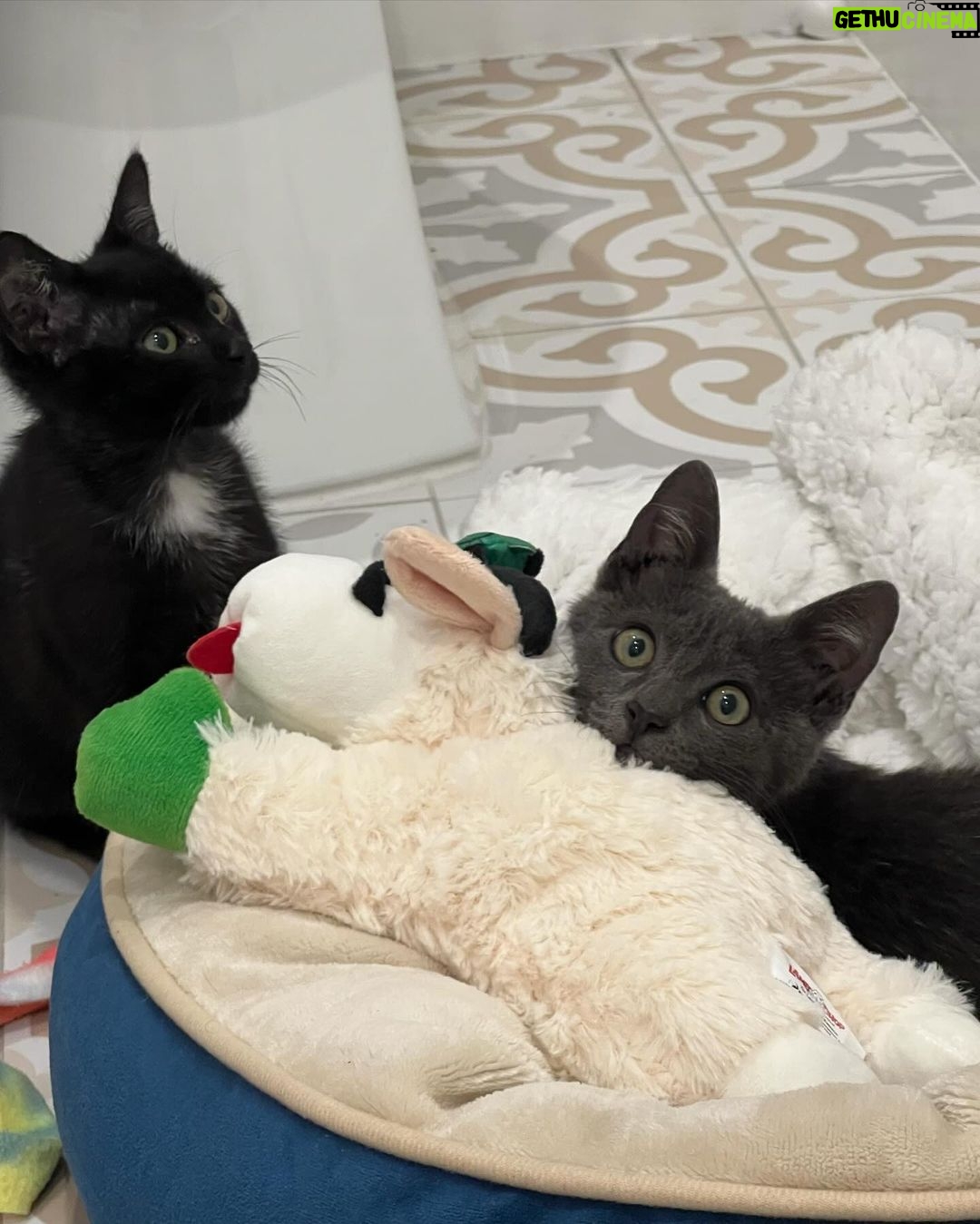 Mina Sundwall Instagram - Happy #GivingTuesday :) this year I’ve been working with @friendsofnormie, a rescue organization saving cats and kittens <3 you can support them and learn more by following them, or if you’re able to donate visit the link in their bio 🐱