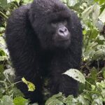 Miranda Kerr Instagram – An unforgettable day trekking through the forest and witnessing a family of gorillas in their natural habitat 🦍🦍🦍