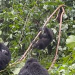 Miranda Kerr Instagram – An unforgettable day trekking through the forest and witnessing a family of gorillas in their natural habitat 🦍🦍🦍