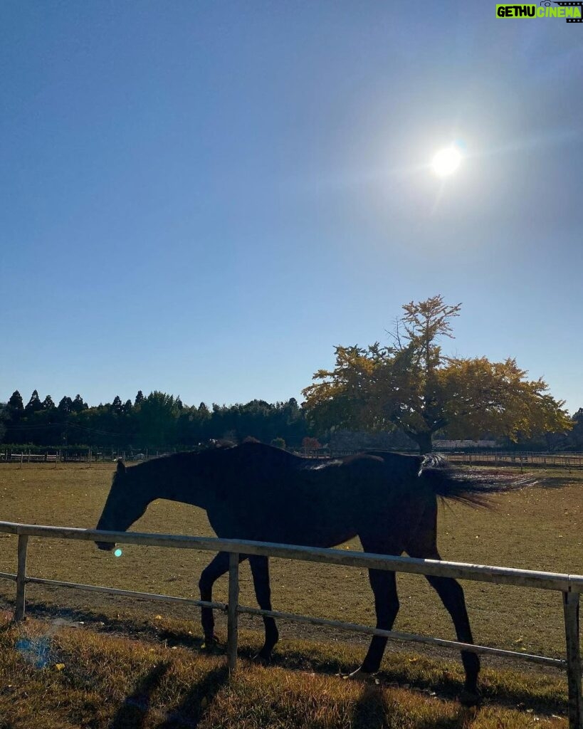 Miyu Hayashida Instagram - Thank you for the horses and the beautiful ranch. They always give me a wonderful time of peace,healing and lovely🌷♡ Libertas of deepimpact, thoroughbredhorses and pony🐴🐴🐴 #ridinghorse#deepimpact #thoroughbredhorse#pony