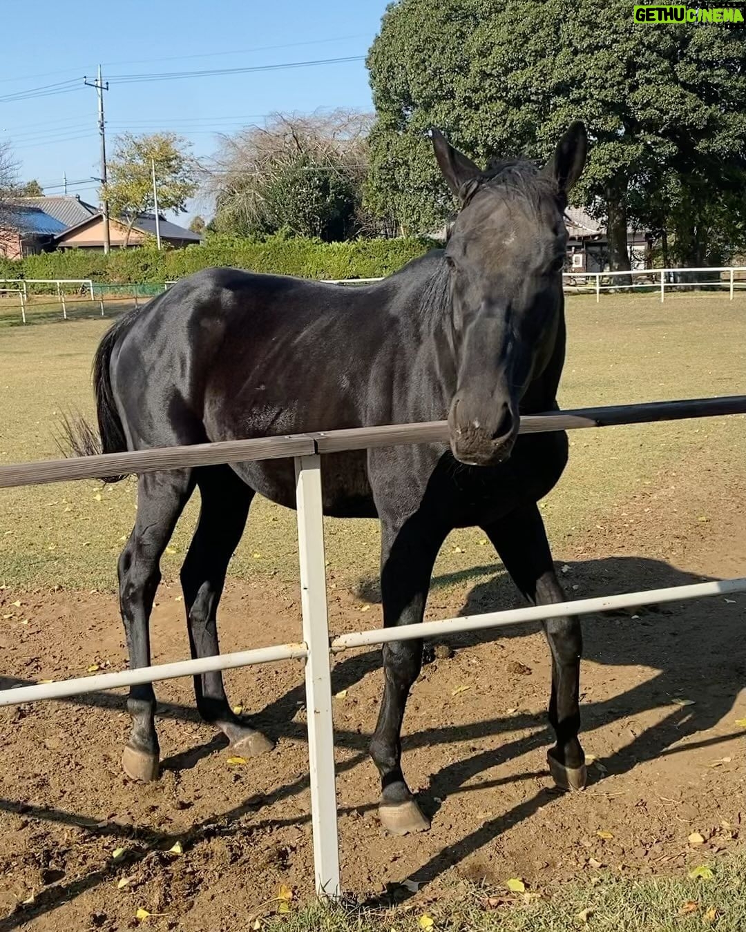Miyu Hayashida Instagram - Thank you for the horses and the beautiful ranch. They always give me a wonderful time of peace,healing and lovely🌷♡ Libertas of deepimpact, thoroughbredhorses and pony🐴🐴🐴 #ridinghorse#deepimpact #thoroughbredhorse#pony