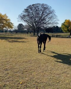 Miyu Hayashida Instagram - Thank you for the horses and the beautiful ranch. They always give me a wonderful time of peace,healing and lovely🌷♡ Libertas of deepimpact, thoroughbredhorses and pony🐴🐴🐴 #ridinghorse#deepimpact #thoroughbredhorse#pony