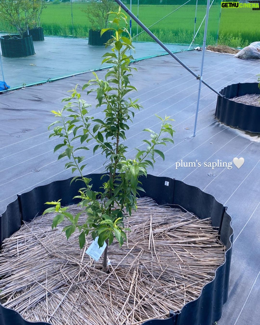 Miyu Hayashida Instagram - My power source☺️🌿