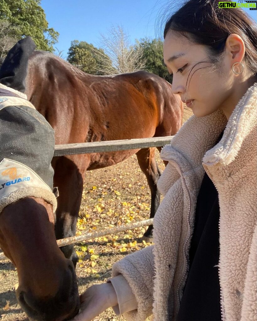 Miyu Hayashida Instagram - 🐴🤍🤍 乗ってる時の馬とのコミュニケーション、バランス、全て自分で感じていかないとうまくならないので楽しいです😊今日は風が強かったですが馬は風が強い方が集中しやすいみたいです。先生は速歩から駈歩にならないか、心配していましたが大丈夫でした😂また近いうちに美味しい🍎と🥕持って会いに行こう🐴。🐶も連れていきたいな。仲良くなれるかな😊 #Libertas #ridinghorse#deepimpact #thoroughbredhorse #馬の一生涯を見守る養老牧場にて #緑の馬牧場