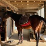 Miyu Hayashida Instagram - 🐴🤍🤍 乗ってる時の馬とのコミュニケーション、バランス、全て自分で感じていかないとうまくならないので楽しいです😊今日は風が強かったですが馬は風が強い方が集中しやすいみたいです。先生は速歩から駈歩にならないか、心配していましたが大丈夫でした😂また近いうちに美味しい🍎と🥕持って会いに行こう🐴。🐶も連れていきたいな。仲良くなれるかな😊 #Libertas #ridinghorse#deepimpact #thoroughbredhorse #馬の一生涯を見守る養老牧場にて #緑の馬牧場