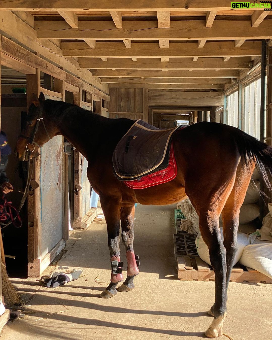Miyu Hayashida Instagram - 🐴🤍🤍 乗ってる時の馬とのコミュニケーション、バランス、全て自分で感じていかないとうまくならないので楽しいです😊今日は風が強かったですが馬は風が強い方が集中しやすいみたいです。先生は速歩から駈歩にならないか、心配していましたが大丈夫でした😂また近いうちに美味しい🍎と🥕持って会いに行こう🐴。🐶も連れていきたいな。仲良くなれるかな😊 #Libertas #ridinghorse#deepimpact #thoroughbredhorse #馬の一生涯を見守る養老牧場にて #緑の馬牧場