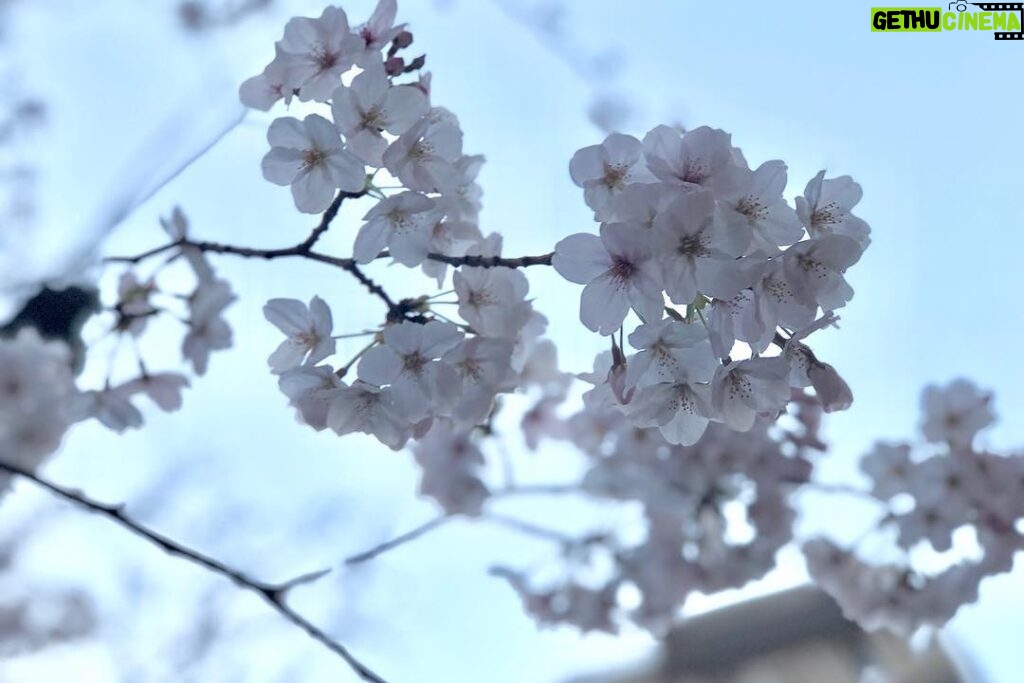 Mizuki Saiba Instagram - 桜🌸 #cherryblossom #sakura #桜 #spring #春 💤💤💤 #gravure #idol #アイドル #japanese #japanesegirl #girl #粉我 #小姐姐 #照片 #偶像 #パーソナルトレーニング #被写体 #followme #likeme #西葉瑞希 #さい歯 #グラビア #likeme #followme #写真好きな人と繋がりたい