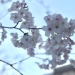 Mizuki Saiba Instagram – 桜🌸

#cherryblossom #sakura #桜 #spring #春 💤💤💤 #gravure #idol #アイドル #japanese #japanesegirl #girl  #粉我 #小姐姐 #照片 #偶像 #パーソナルトレーニング  #被写体  #followme #likeme #西葉瑞希 #さい歯 #グラビア #likeme #followme #写真好きな人と繋がりたい