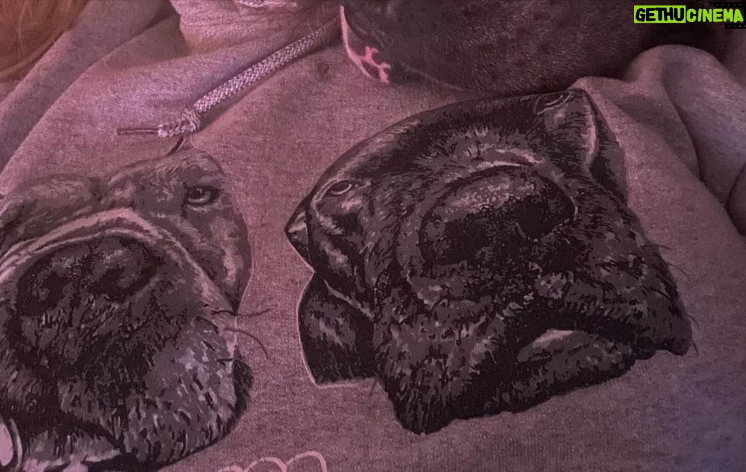Mo Collins Instagram - Dog tired after today. ❤️ Walter and Beanie are such a comfort. ❤️#dogsofinstagram #pibble #daniff #tired #coveredindogs #pitbull #staffy #home