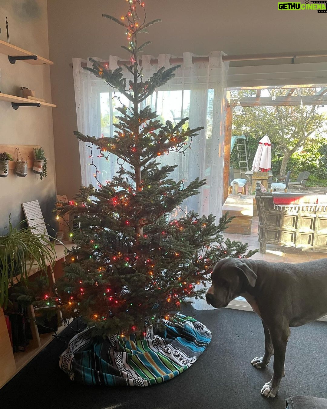 Mo Collins - 1K Likes - Favorite day of the year!! Christmas Tree day!!!!! I love them!! Walter gave a sniff. Beanie has already nearly crashed the tree to the ground after tangling herself in the lights. 😂😂 Sweater from @standupforpitsfoundation Go get one!! Also have my #pittiemom cap #christmastree #bluenoblefir #holiday #Christmas