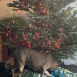 Mo Collins Instagram - Favorite day of the year!! Christmas Tree day!!!!! I love them!! Walter gave a sniff. Beanie has already nearly crashed the tree to the ground after tangling herself in the lights. 😂😂 Sweater from @standupforpitsfoundation Go get one!! Also have my #pittiemom cap #christmastree #bluenoblefir #holiday #Christmas