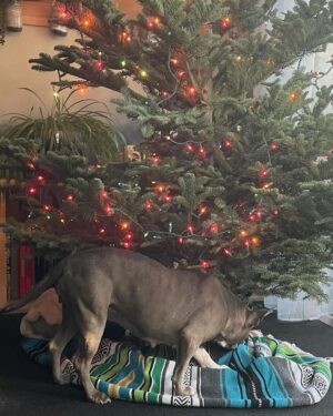 Mo Collins Instagram - Favorite day of the year!! Christmas Tree day!!!!! I love them!! Walter gave a sniff. Beanie has already nearly crashed the tree to the ground after tangling herself in the lights. 😂😂 Sweater from @standupforpitsfoundation  Go get one!! Also have my #pittiemom cap #christmastree #bluenoblefir #holiday #Christmas