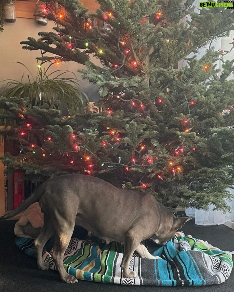 Mo Collins Instagram - Favorite day of the year!! Christmas Tree day!!!!! I love them!! Walter gave a sniff. Beanie has already nearly crashed the tree to the ground after tangling herself in the lights. 😂😂 Sweater from @standupforpitsfoundation Go get one!! Also have my #pittiemom cap #christmastree #bluenoblefir #holiday #Christmas