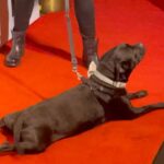 Mo Collins Instagram - Another Stand Up for Pits in the books!! It’s a favorite for me, and close to my heart. Rebecca Corry has helped THOUSANDS of pitbulls over the years. It’s an incredible foundation, and they’re always looking for donations. Trust me when I tell you…the money goes directly to the cause. Great seeing old friends and making new! If one of these events comes to your city…GO!! It’s a blast!! @standupforpitsfoundation @jonathankite @mindyster #pitbulllove #pibbles #bsl #educate #christopherlloyd