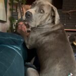 Mo Collins Instagram - Walter is 2 years old and one of the SWEETEST, CUTEST beings on the planet. Happy Birthday, Big Boy ❤️ #daniff #greatdane #mastiff #rescuedogsofinstagram #rescue