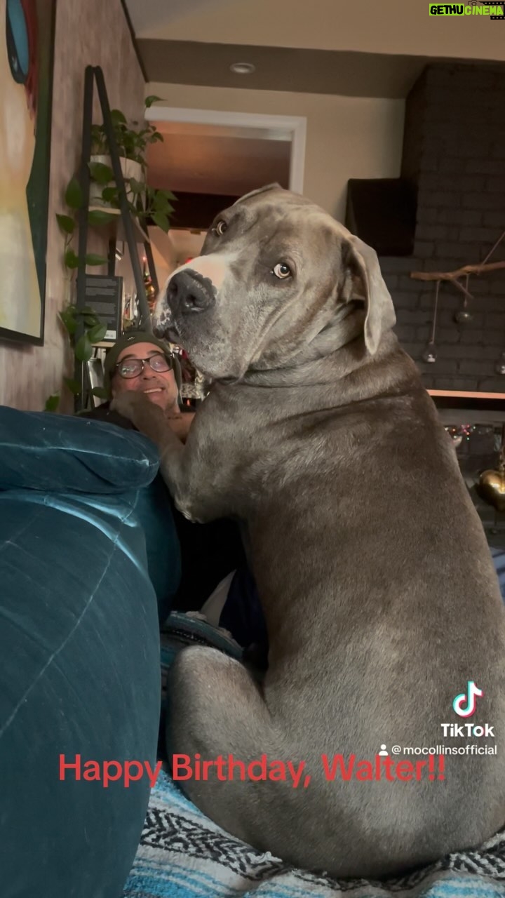 Mo Collins - 583 Likes - Walter is 2 years old and one of the SWEETEST, CUTEST beings on the planet. Happy Birthday, Big Boy ❤️ #daniff #greatdane #mastiff #rescuedogsofinstagram #rescue
