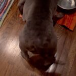 Mo Collins Instagram - Get your tail waggin’ today!! Happy Thanksgiving, beautiful peoples!!! ❤️🍁 #thanksgiving #pibble