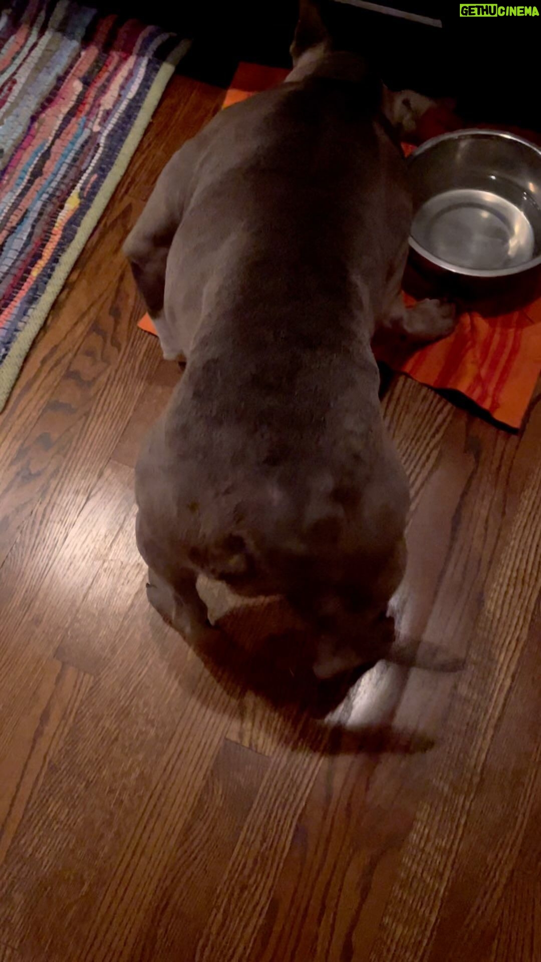 Mo Collins Instagram - Get your tail waggin’ today!! Happy Thanksgiving, beautiful peoples!!! ❤️🍁 #thanksgiving #pibble