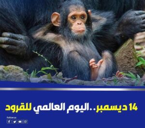 Mohamed Osama Instagram - كل سنه وانت طيب يا اخويا  @hamdymarghany 😂😂😂❤️
تاج لصاحبك اللى عيد ميلاده مع الفنان حمدى المرغنى 😂👍
