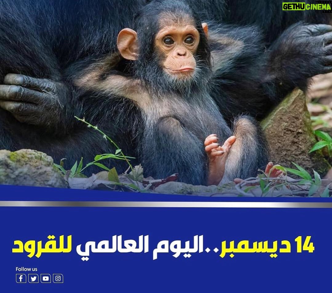Mohamed Osama - 25.9K Likes - كل سنه وانت طيب يا اخويا @hamdymarghany 😂😂😂❤️
تاج لصاحبك اللى عيد ميلاده مع الفنان حمدى المرغنى 😂👍