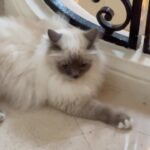 Momo Hirai Instagram - 🐈‍⬛🩶 #MiuMiu #MiuMiuSS24