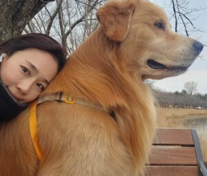 Moon Jeong-hee Instagram - #마누 #manu #겨울 #달리기 #running #mate #러닝 #골든리트리버 #6살 #체력관리 #튼튼한다리 #등근육

바른자세로 너무 빠르지 않게 
4키로 러닝♡
마누는 어릴때 부터 여러운동을해서 잘 뛰는편이지만,
체중과 근육을 잘 유지관리 하기위해 꾸준히 런닝을하고 있습니다. 

Tip: 같은속도와 리듬으로 싱글스텝하며 달려야
바른자세가 나와요♡
반려아이들과 함께 건강한 겨울 보내세요♡
