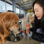 Moon Jeong-hee Instagram – #마누 #manu #모닝커피 #멍푸치노 #맛집 #감사합니다 #칠성조선소 #애견동반카페 #뷰포인트 #행복하기 

멍푸치노 한사발 들이키시고 
행복한 모닝타임~
흘리지않고 먹는방법은 없을까..ㅋㅋ
뒷처리는 깨끗이 ❤️

@chilsungboatyard 
감사했습니다 😀