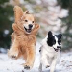 Moon Jeong-hee Instagram – #마누 #manu #Jane #제인 #healing #time #happiness #dogs #goldenretriever #bordercollie #w홀스랜드 #아빠사진

제인이는 마누오빠가 제일 좋아요♡
뛰는 모습은 👍 !
너무 예쁜 투샷♡♡

@manu_goldenretriever 
@justinkim1978 
@chris_kim1979 
@w_horseland_