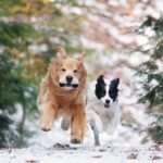 Moon Jeong-hee Instagram – #마누 #manu #Jane #제인 #healing #time #happiness #dogs #goldenretriever #bordercollie #w홀스랜드 #아빠사진

제인이는 마누오빠가 제일 좋아요♡
뛰는 모습은 👍 !
너무 예쁜 투샷♡♡

@manu_goldenretriever 
@justinkim1978 
@chris_kim1979 
@w_horseland_