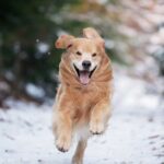 Moon Jeong-hee Instagram – #마누 #manu #Jane #제인 #healing #time #happiness #dogs #goldenretriever #bordercollie #w홀스랜드 #아빠사진

제인이는 마누오빠가 제일 좋아요♡
뛰는 모습은 👍 !
너무 예쁜 투샷♡♡

@manu_goldenretriever 
@justinkim1978 
@chris_kim1979 
@w_horseland_