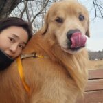 Moon Jeong-hee Instagram – #마누 #manu #겨울 #달리기 #running #mate #러닝 #골든리트리버 #6살 #체력관리 #튼튼한다리 #등근육

바른자세로 너무 빠르지 않게 
4키로 러닝♡
마누는 어릴때 부터 여러운동을해서 잘 뛰는편이지만,
체중과 근육을 잘 유지관리 하기위해 꾸준히 런닝을하고 있습니다. 

Tip: 같은속도와 리듬으로 싱글스텝하며 달려야
바른자세가 나와요♡
반려아이들과 함께 건강한 겨울 보내세요♡