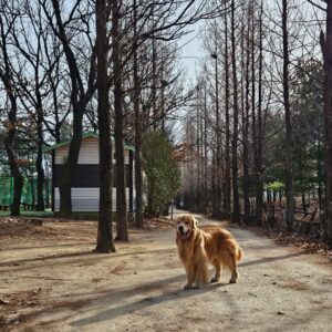 Moon Jeong-hee Instagram - #마누 #manu #일상 #산책 #공원 #데이트 #오래걷기 #콧구멍 #뻥뚤림 #추운바람 #추운날씨 #겨울 #좋아요 #미소천사 

걷다보니 땀도 나고 심지어
시원하게 느껴지는 날씨!
오랜만에 오래걷고 신나게 산책했다 그치?
오늘밤엔 꿀잠 😴 예약요!♡