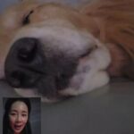 Moon Jeong-hee Instagram – #마누 #manu #happy #smile #보고싶어 #촬영중 

촬영하면서 마누소식은 
젤큰 에너지네요♡
힘내서 잘마치고 갈게!!
마누 잘돌봐주셔서 가족들  모두 
고마워요 😄

@manu_goldenretriever
