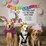 Moon Jeong-hee Instagram – #철수 #우리형 #생일축하해 #건강만하자 #12살 #레브라도리트리버 #동생들 #남자들 #든든해

7살에 만났는데 벌써 12살이된 
우리철수!! 아직 아가같은데..
항상 지금처럼 건강하게 함께해줘!
생일축하해 우리철수❤️

@ohmizzang_12 
@manu_goldenretriever 
@lee_jun__seung