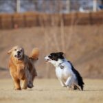 Moon Jeong-hee Instagram - #마누 #manu #제인 #jane #story #goldenretriever #vs #bordercollie #뛰뛰 #그들만의세상 #노는법 #오늘도 #신나게 마누와 제인이 이야기♡ 제인이 입양때부터 만난 사이! 처음엔 마누에게 가까이 가지도 못하고 오빠가 싫다고하면 꼬리내리며 주눅드는 강아지인줄 알았는데.. 이젠 마누오빠랑 노는게 젤 좋은아이♡ 수영도 마누가있어야 재밌고 뛸때도 마누를 몰아야 맛이죠! 둘다 건강만혀라 강아지들아♡ @manu_goldenretriever ❤️ @chris_kim1979@justinkim1978 ♡♡