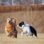 Moon Jeong-hee Instagram - #마누 #manu #제인 #jane #story #goldenretriever #vs #bordercollie #뛰뛰 #그들만의세상 #노는법 #오늘도 #신나게 마누와 제인이 이야기♡ 제인이 입양때부터 만난 사이! 처음엔 마누에게 가까이 가지도 못하고 오빠가 싫다고하면 꼬리내리며 주눅드는 강아지인줄 알았는데.. 이젠 마누오빠랑 노는게 젤 좋은아이♡ 수영도 마누가있어야 재밌고 뛸때도 마누를 몰아야 맛이죠! 둘다 건강만혀라 강아지들아♡ @manu_goldenretriever ❤️ @chris_kim1979@justinkim1978 ♡♡