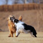 Moon Jeong-hee Instagram - #마누 #manu #제인 #jane #story #goldenretriever #vs #bordercollie #뛰뛰 #그들만의세상 #노는법 #오늘도 #신나게 마누와 제인이 이야기♡ 제인이 입양때부터 만난 사이! 처음엔 마누에게 가까이 가지도 못하고 오빠가 싫다고하면 꼬리내리며 주눅드는 강아지인줄 알았는데.. 이젠 마누오빠랑 노는게 젤 좋은아이♡ 수영도 마누가있어야 재밌고 뛸때도 마누를 몰아야 맛이죠! 둘다 건강만혀라 강아지들아♡ @manu_goldenretriever ❤️ @chris_kim1979@justinkim1978 ♡♡