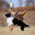 Moon Jeong-hee Instagram - #마누 #manu #제인 #jane #story #goldenretriever #vs #bordercollie #뛰뛰 #그들만의세상 #노는법 #오늘도 #신나게 마누와 제인이 이야기♡ 제인이 입양때부터 만난 사이! 처음엔 마누에게 가까이 가지도 못하고 오빠가 싫다고하면 꼬리내리며 주눅드는 강아지인줄 알았는데.. 이젠 마누오빠랑 노는게 젤 좋은아이♡ 수영도 마누가있어야 재밌고 뛸때도 마누를 몰아야 맛이죠! 둘다 건강만혀라 강아지들아♡ @manu_goldenretriever ❤️ @chris_kim1979@justinkim1978 ♡♡