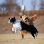 Moon Jeong-hee Instagram - #마누 #manu #제인 #jane #story #goldenretriever #vs #bordercollie #뛰뛰 #그들만의세상 #노는법 #오늘도 #신나게 마누와 제인이 이야기♡ 제인이 입양때부터 만난 사이! 처음엔 마누에게 가까이 가지도 못하고 오빠가 싫다고하면 꼬리내리며 주눅드는 강아지인줄 알았는데.. 이젠 마누오빠랑 노는게 젤 좋은아이♡ 수영도 마누가있어야 재밌고 뛸때도 마누를 몰아야 맛이죠! 둘다 건강만혀라 강아지들아♡ @manu_goldenretriever ❤️ @chris_kim1979@justinkim1978 ♡♡