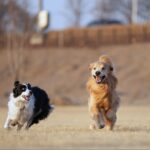 Moon Jeong-hee Instagram - #마누 #manu #제인 #jane #story #goldenretriever #vs #bordercollie #뛰뛰 #그들만의세상 #노는법 #오늘도 #신나게 마누와 제인이 이야기♡ 제인이 입양때부터 만난 사이! 처음엔 마누에게 가까이 가지도 못하고 오빠가 싫다고하면 꼬리내리며 주눅드는 강아지인줄 알았는데.. 이젠 마누오빠랑 노는게 젤 좋은아이♡ 수영도 마누가있어야 재밌고 뛸때도 마누를 몰아야 맛이죠! 둘다 건강만혀라 강아지들아♡ @manu_goldenretriever ❤️ @chris_kim1979@justinkim1978 ♡♡