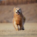 Moon Jeong-hee Instagram - #마누 #manu #제인 #jane #story #goldenretriever #vs #bordercollie #뛰뛰 #그들만의세상 #노는법 #오늘도 #신나게 마누와 제인이 이야기♡ 제인이 입양때부터 만난 사이! 처음엔 마누에게 가까이 가지도 못하고 오빠가 싫다고하면 꼬리내리며 주눅드는 강아지인줄 알았는데.. 이젠 마누오빠랑 노는게 젤 좋은아이♡ 수영도 마누가있어야 재밌고 뛸때도 마누를 몰아야 맛이죠! 둘다 건강만혀라 강아지들아♡ @manu_goldenretriever ❤️ @chris_kim1979@justinkim1978 ♡♡