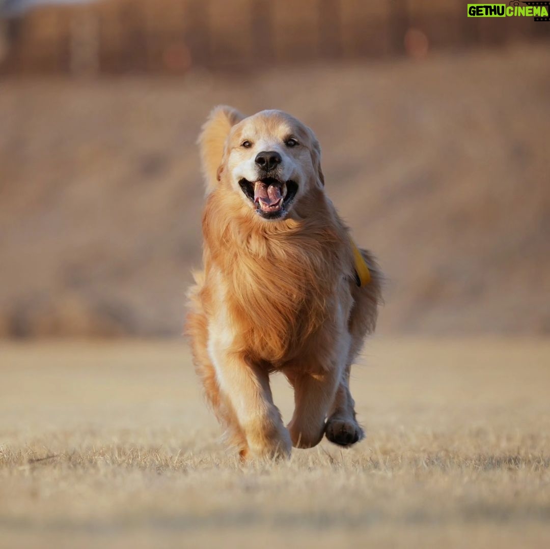 Moon Jeong-hee Instagram - #마누 #manu #제인 #jane #story #goldenretriever #vs #bordercollie #뛰뛰 #그들만의세상 #노는법 #오늘도 #신나게 마누와 제인이 이야기♡ 제인이 입양때부터 만난 사이! 처음엔 마누에게 가까이 가지도 못하고 오빠가 싫다고하면 꼬리내리며 주눅드는 강아지인줄 알았는데.. 이젠 마누오빠랑 노는게 젤 좋은아이♡ 수영도 마누가있어야 재밌고 뛸때도 마누를 몰아야 맛이죠! 둘다 건강만혀라 강아지들아♡ @manu_goldenretriever ❤️ @chris_kim1979@justinkim1978 ♡♡