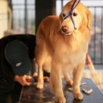 Moon Jeong-hee Instagram - #마누 #manu #cookie #쿠키 #손님 #홈살롱 #미용 #목욕 #인증샷 #고생하셨습니다 오랜만에 놀러오신 손님!! 쿠키공주^^ 마누랑 수영하고,목욕하고 미용도 해드렸어요! 마음에 드시나요? ♡♡♡ @manu_goldenretriever 예쁜사진 고마워요 😄 @joo____lang_cookie 쿠키는 마누집이 좋은가봐요