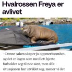 Morten Ramm Instagram - Norge, høsten, 2022