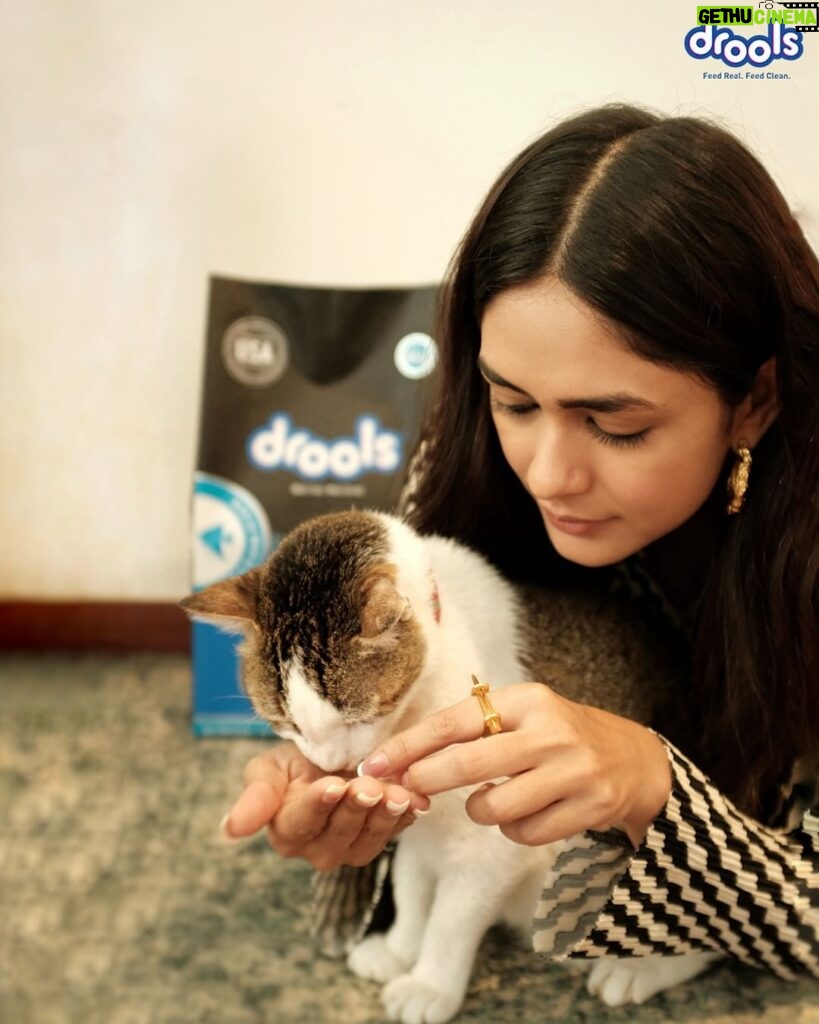 Mrunal Thakur Instagram - If I want @billoboythakur to lose the cat-titude...all I got to do is grab a bag of @Droolsindia's Dry Cat Food 😉🐾 Feed 100% Real and Clean Ingredients with Drools ❤️