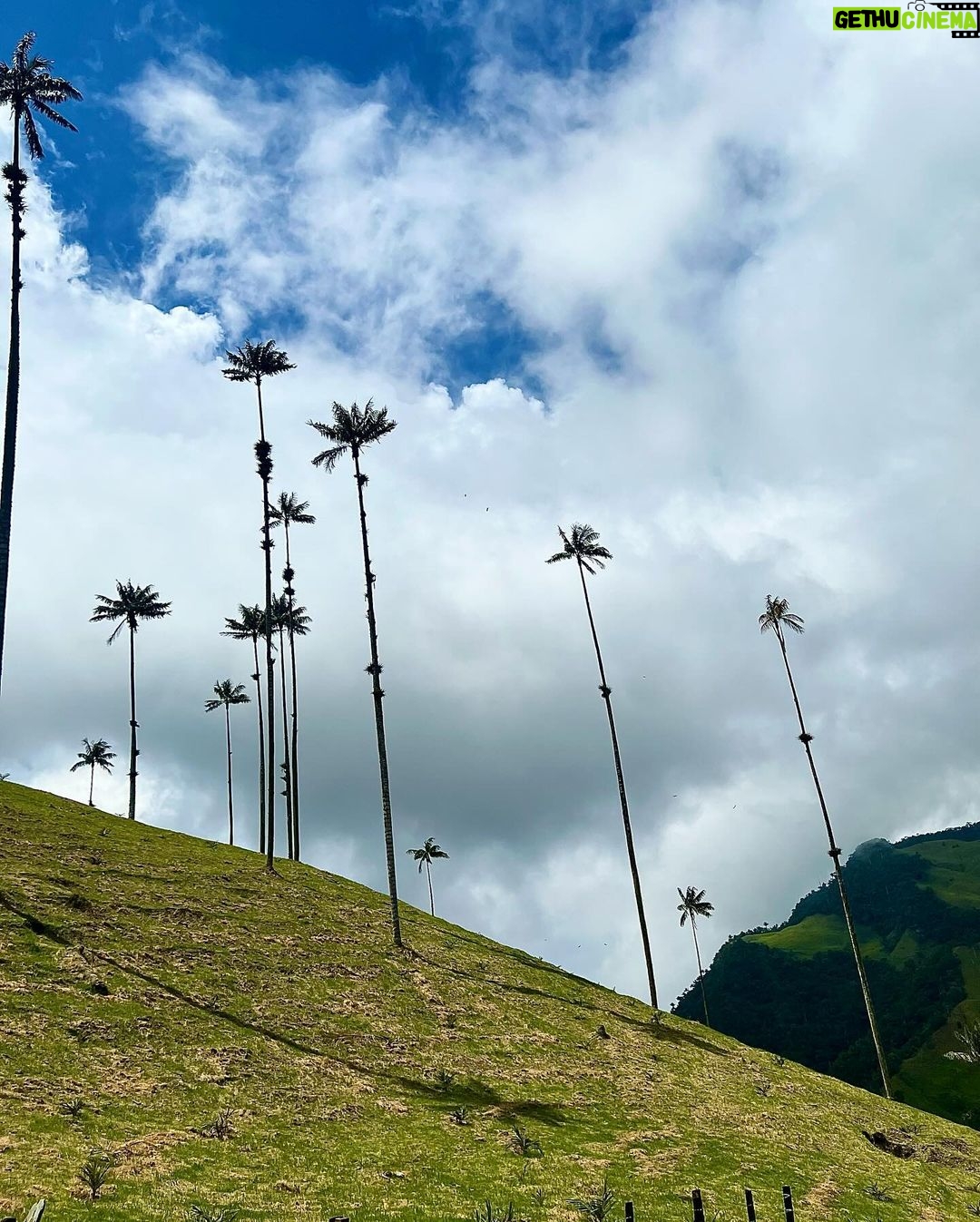 Munmun Dutta Instagram - Cocora valley was a dream come true ! Home to the wax palm trees, 🌴 the tallest in the world and also Colombia’s national tree .. Rode the Willys 🚗, Trekked around the valley for hours, went deeper into the jungle, came across streams and hanging bridges , GOT LOST , took a U turn after 2 hours and finally found the las palmas 🌴(the palms) , met peruvian people 🇵🇪 and shared my travel stories of their country, sat on the steep trail catching my breath with my umbrella ☂️ and taking it all in… the beauty that sorrounded me all around thinking Who knows when will I be back here again ! So live in the moment, save it all in your mind and get back with some exciting stories… Because that’s what travel is all about.. your experiences , doesn’t matter if it’s good or bad, that makes up for all the incredible stories for future. Good morning my India 🇮🇳 Buenas Noches mi Colombia 🇨🇴 where I go off to sleep now 😴 #munmundutta #mytraveldiary #colombia #cocoravalley #salento #valledecocora #southamerica #solotravel #sologirltravel #travelstories #colombia🇨🇴 #discoversouthamerica #travelstories Valle de Cocora