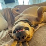 Myles Erlick Instagram – When the belly rub hits just right😆
•
•
•
•
#pooch #rescue #dogs #dogsofinstagram #doggo #monroe #explore #insta