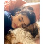 NAKSHATRA TRINAYANI Instagram - When the going gets tough, then the tough take a nap..❕ #ΠΔҜSHΔTRΔ - - - #nakshatra #shitzu #love #icey #cutedog #staysafe #behealthy #trending